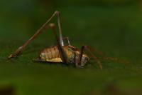 Leptophyes punctatissima
