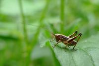 Pholidoptera griseoaptera