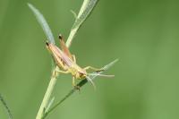Pseudochorthippus parallelus