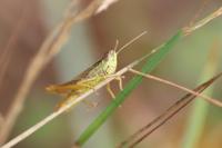 Pseudochorthippus parallelus