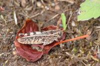 Calliptamus italicus