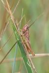 Chorthippus albomarginatus