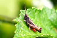Omocestus rufipes