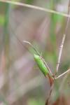 Conocephalus fuscus