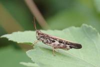 Aiolopus thalassinus