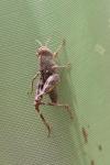 Calliptamus italicus