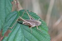 Platycleis albopunctata