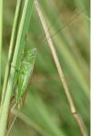 Conocephalus fuscus