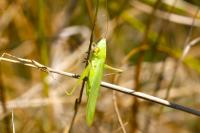 Ruspolia nitidula
