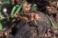 Oedipoda caerulescens