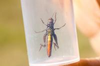 Omocestus rufipes