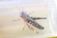 Omocestus rufipes
