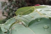 Phaneroptera