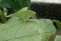 Phaneroptera