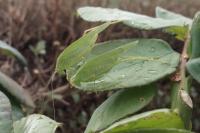 Phaneroptera