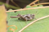 Tetrix ceperoi