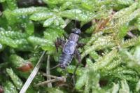 Nemobius sylvestris
