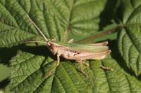 Chorthippus