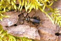 Nemobius sylvestris