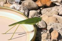 Phaneroptera nana