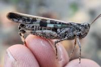 Aiolopus thalassinus