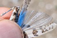 Sphingonotus caerulans