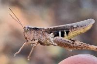 Gomphocerippus vagans