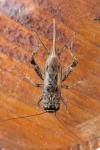 Eumodicogryllus bordigalensis
