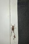 Pholidoptera griseoaptera