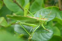 Tettigonia viridissima