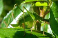 Leptophyes punctatissima
