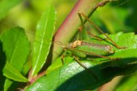 Leptophyes punctatissima