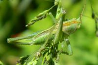 Leptophyes punctatissima