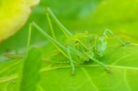 Leptophyes punctatissima