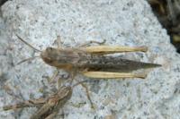 Myrmeleotettix maculatus