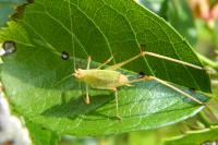 Leptophyes punctatissima