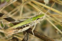 Stenobothrus stigmaticus