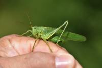 Tettigonia viridissima