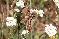 Calliptamus barbarus