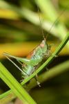 Conocephalus dorsalis