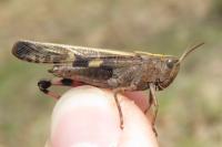 Aiolopus strepens