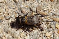 Gryllus campestris