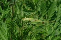 Tettigonia viridissima