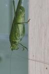 Phaneroptera nana