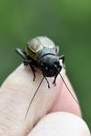 Gryllus campestris