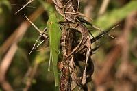 Phaneroptera nana