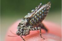 Tetrix tenuicornis