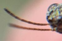 Tetrix tenuicornis