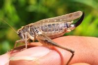 Platycleis albopunctata