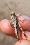 Oedaleus decorus